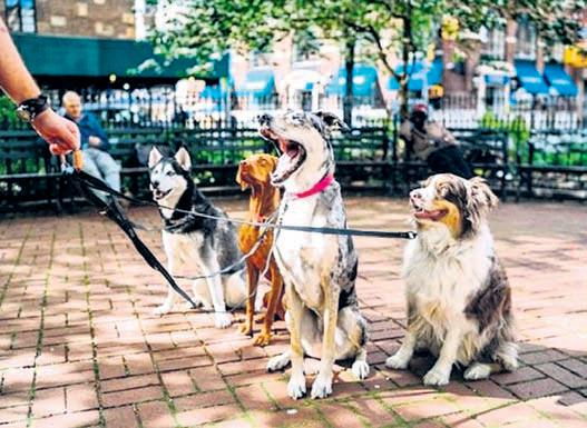 82% human-street dog encounters 'peaceful': Research