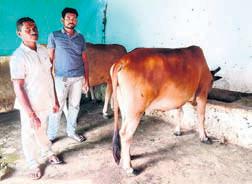 Dairy farmers allege torture, extortion by Chh’garh Police