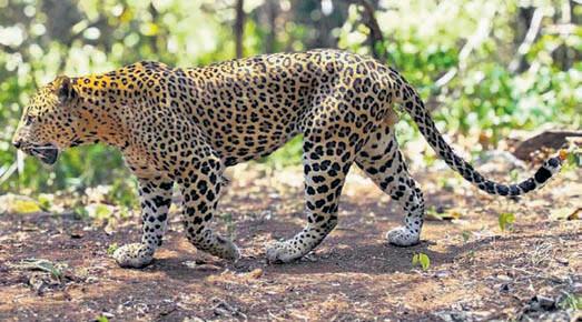 Leopard population on rise in Mahanadi Wildlife Division