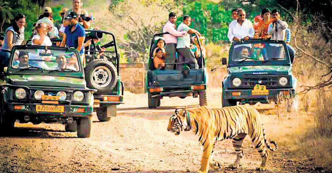 Alarm raised over ageing safari vehicles