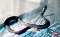 Miraculous escape as cobra shares mosquito net with sleeping man