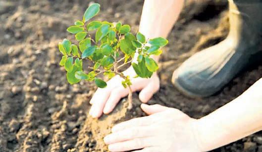Tree planting in tropics offers best climate cooling: Study
