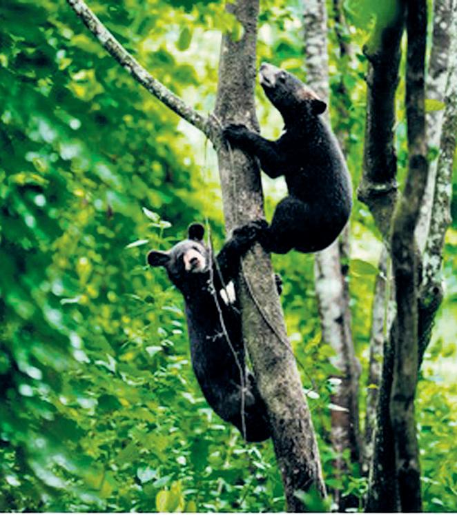Orphaned Asiatic black bears find new home in Kaziranga