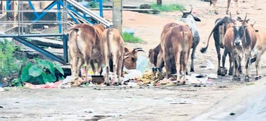 Garbage pile near NH puts Semiliguda residents at risk