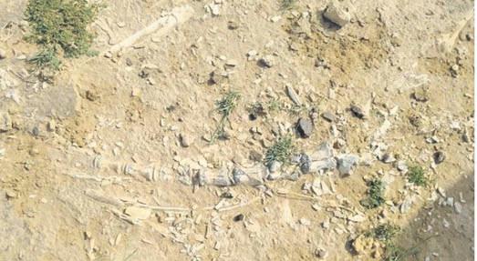 Dinosaur-era fossils unearthed in Jaisalmer pond dig