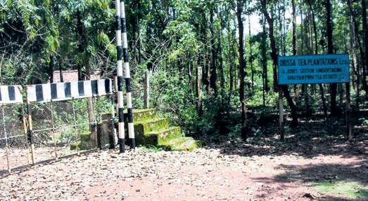 Taramakant tea estate set to reopen after 2 decades