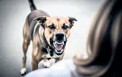 UP: Girl mauled by stray dogs, gets 17 stitches on face