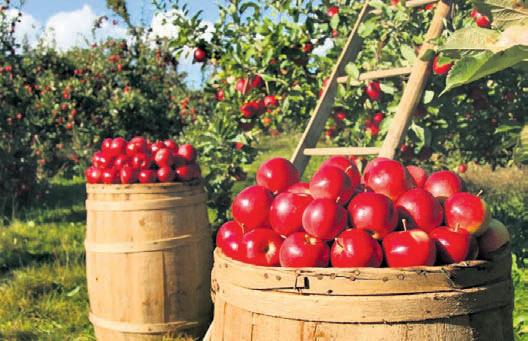 India’s first shipment of Garhwali apples exported to Dubai