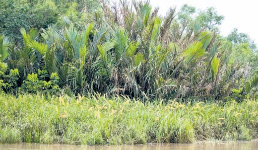Mangroves, casuarinas to be planted along 575-km coast