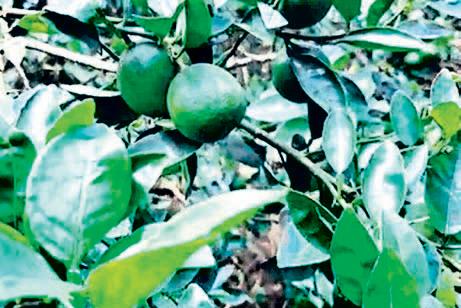 Farmers reap higher profits as Angul exports lemons to US