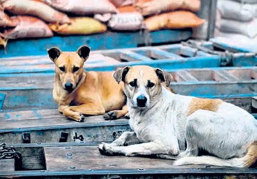 SC stray dog ruling: Rajasthan acts first