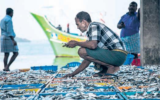 Migrants anchor Kerala’s fisheries