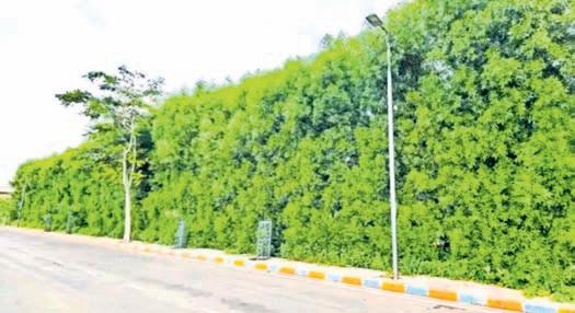 SC panel seeks nationwide ban on Conocarpus tree