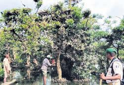 3-day residential monsoon bird census begins at Bhitarkanika