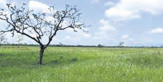 Grasslands in Manas National Park face rapid decline