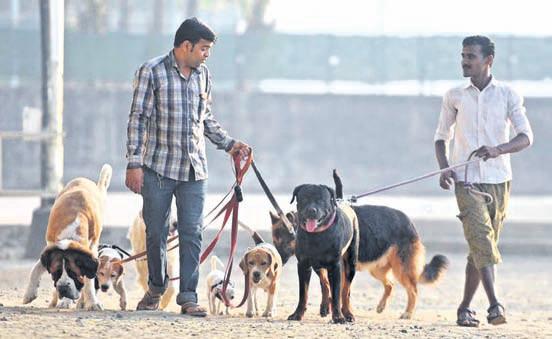 Microchip implants, muzzles must for pet dogs