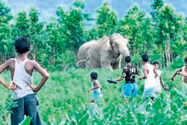 Human-elephant conflicts rise in TN's Coimbatore amid forest guards’ crunch