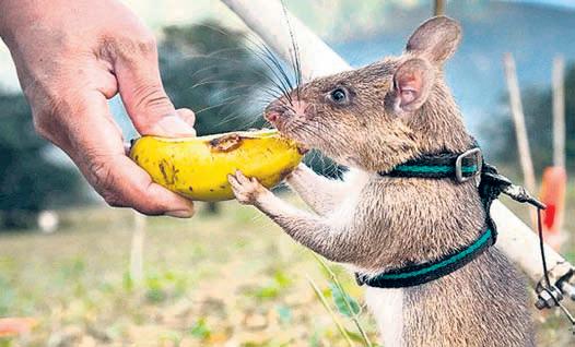 Tanzanian 'hero rats' sniffing out land mines, tuberculosis