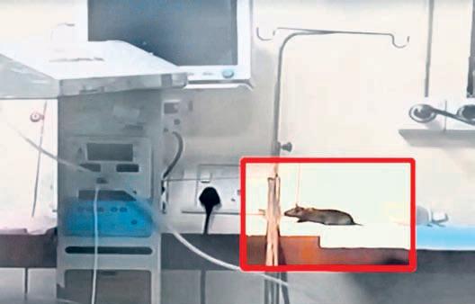 Indore’s MY Hospital continues to tackle rats