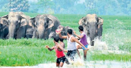 Rising elephant-human conflict in Odisha amid habitat loss