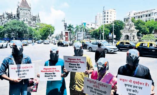 PETA protest for pigeons