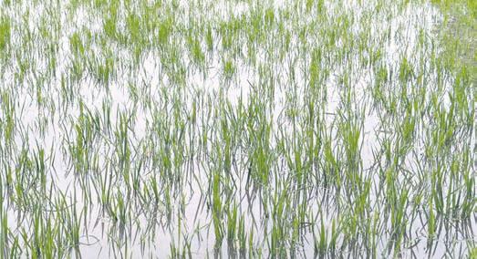 Kashinagar farmers suffer as Andhra ups Gotta barrage height