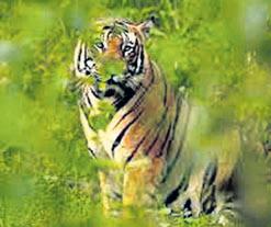 Woman poisons hubby, blames tiger attack to claim compensation