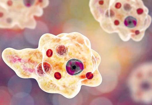 'Brain-eating amoeba' claiming lives