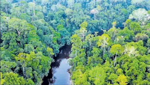 Tropical rainforests may warm the planet: Study