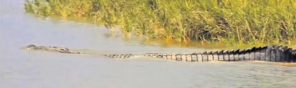 25-ft croc in Gobari river sparks panic