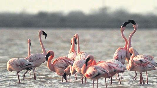 Sambhar Lake witnesses early arrival of migratory birds