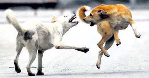 GCC to build shelter for rabies-affected dogs