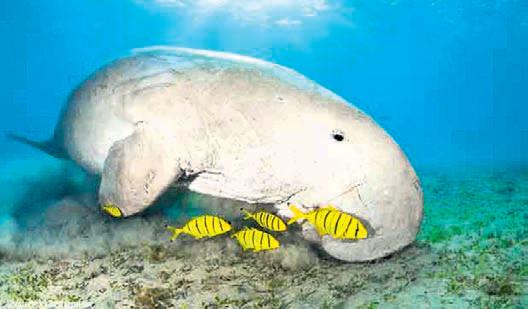 India's 1st Dugong sanctuary receives global recognition