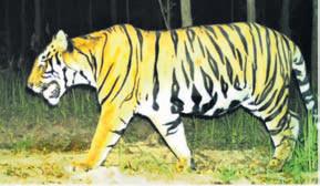 WORLD ANIMAL DAY 2025 Saving animals an act of survival imperative
