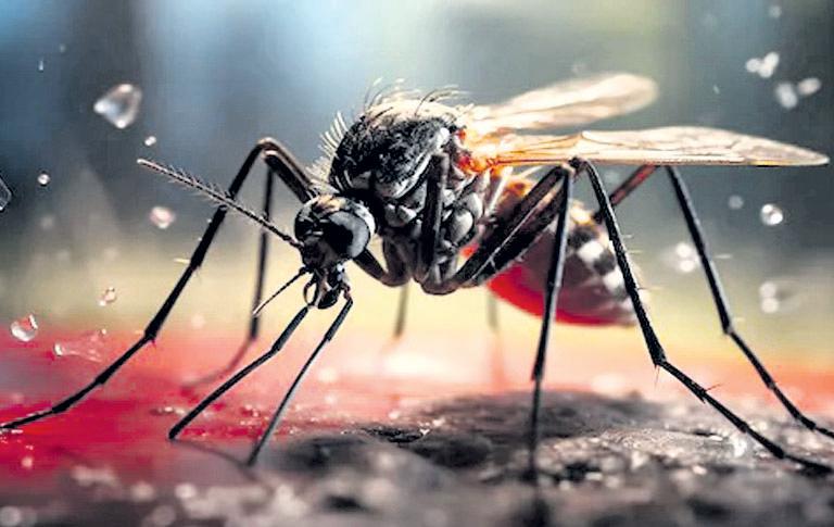51L could be at risk of chikungunya every year in long-term: Study