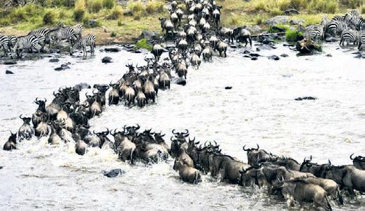 Climate crisis trapping migratory species in habitat gridlock: Report