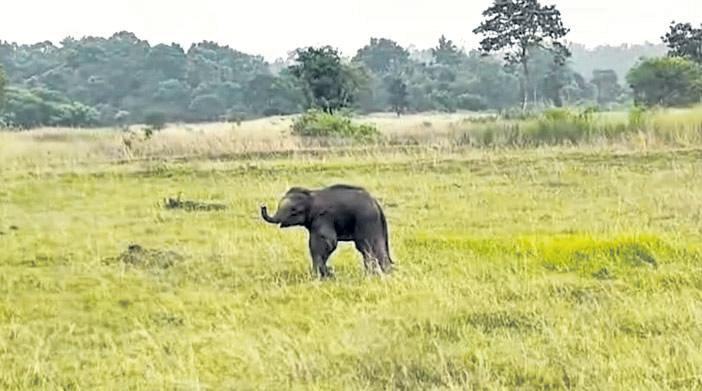 Limping elephant calf sparks concern over delayed remedy