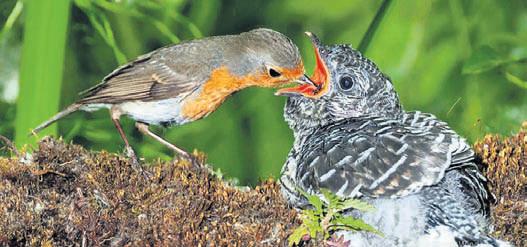 Birds share a common call against brood parasites