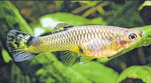 Gambusia fish in IG Park for mosquito control