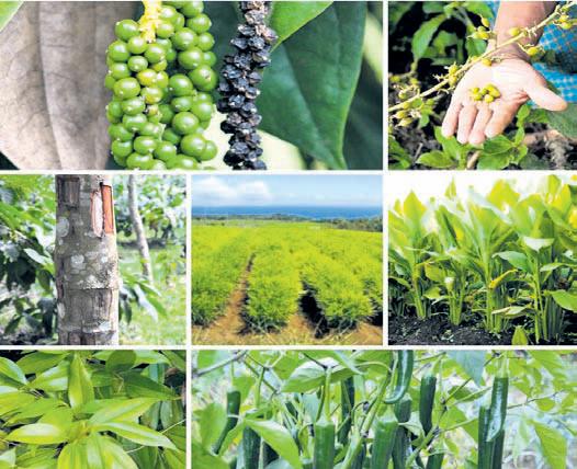 Spice farms add new flavour to Koraput tourism