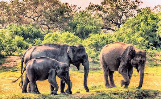 Tamil Nadu’s wild elephant count rises to 3,170 in 2025