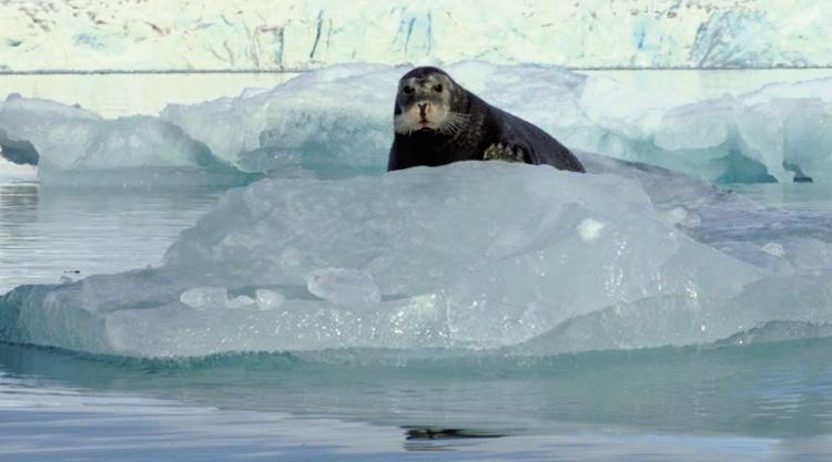 48,646 species now at risk of extinction: IUCN