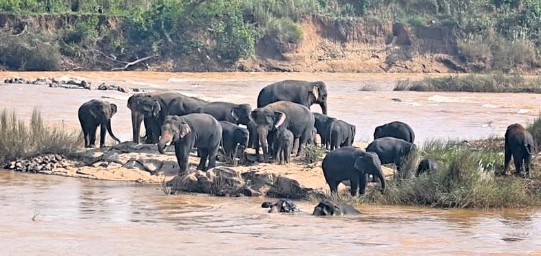 30 elephants stranded on Baitarani river islet