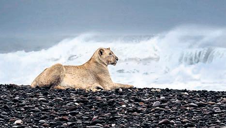 Desert lions turn maritime hunters