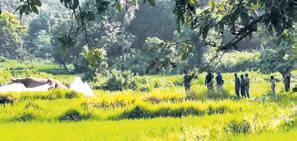 Tusker carcass found in Kuldiha sanctuary