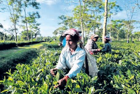 DARJEELING TEA PLANTERS TO SEEK GOVT SUPPORT
