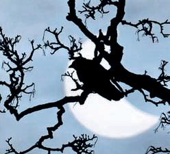 Solar eclipse sparks dawn-like behaviour in birds