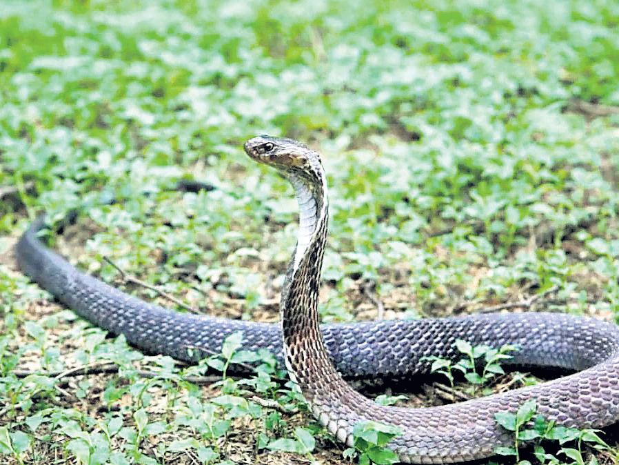 Snakebite envenomation now critical in Kerala