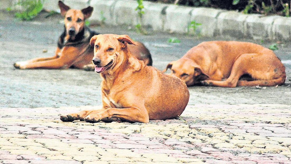 City home to 47,126 stray dogs