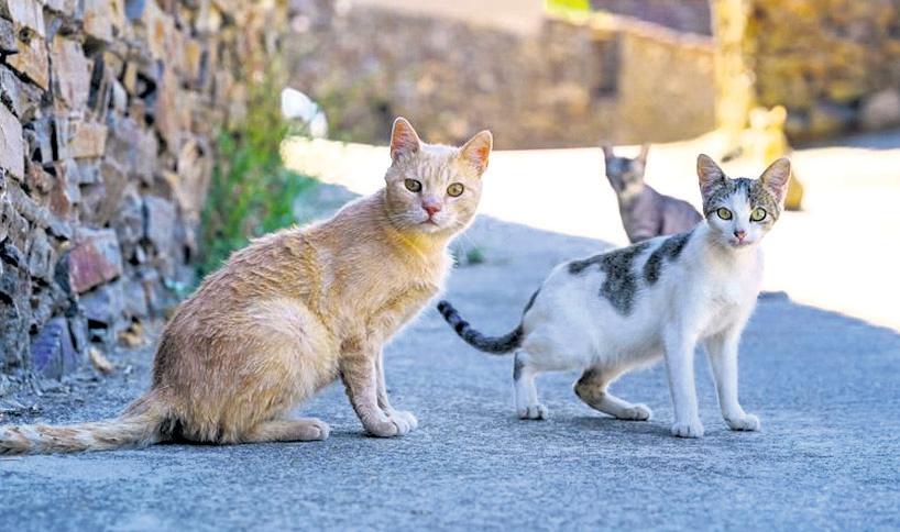 Cyprus: The island of cats has a cat problem